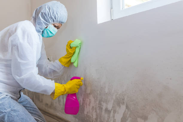 Best Basement Mold Removal  in Haverhill, MA